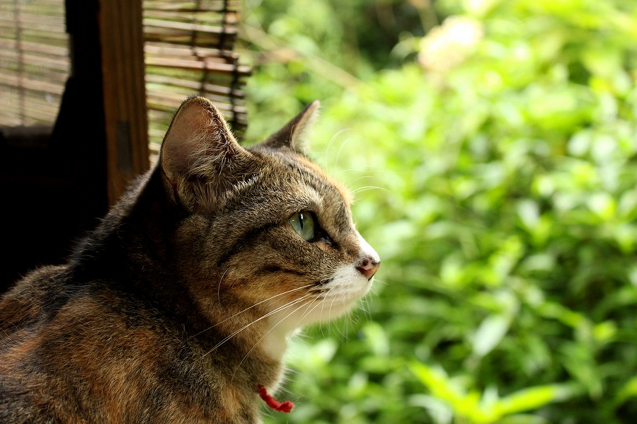 5分でわかる 吾輩は猫である 猫が人間を風刺する夏目漱石の処女小説のあらすじ 内容を解説 ページ 2 4 Rinto