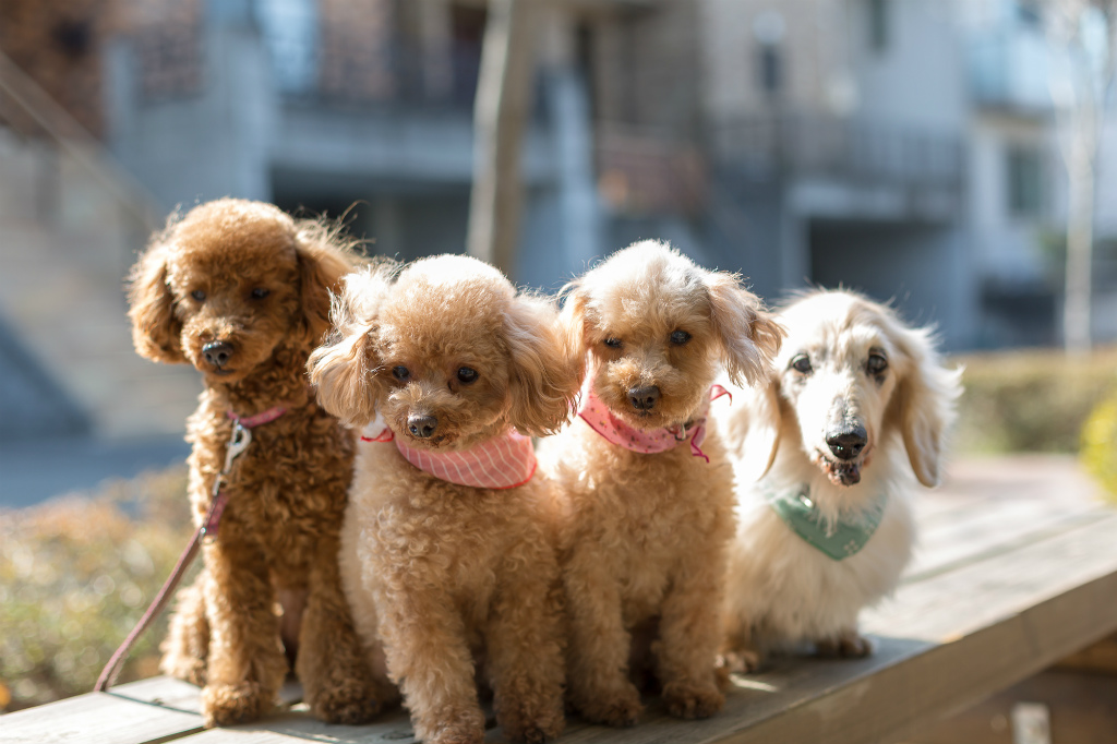 ご存知でしたか ワンコのふしぎ 犬の雑学あれこれ Rinto