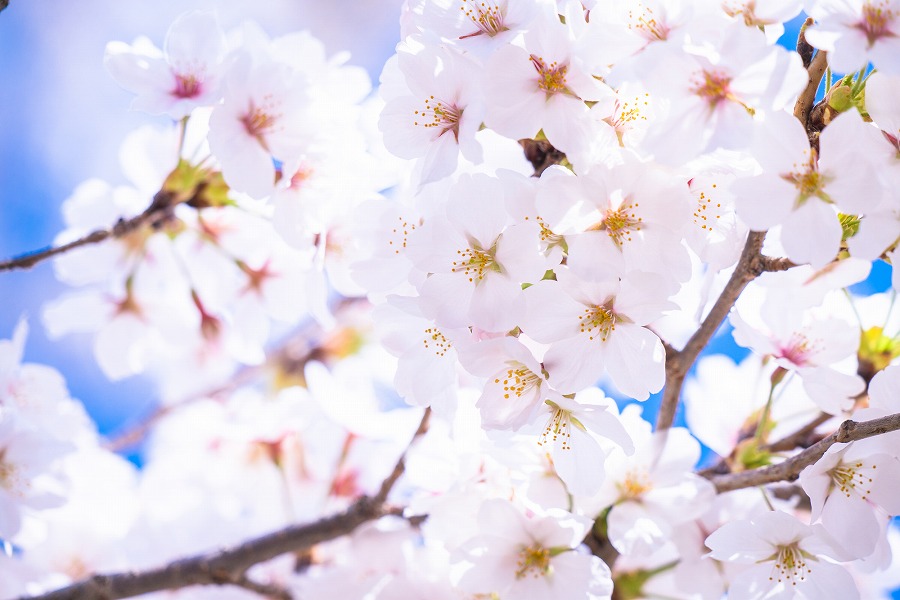 日本の国花は桜 菊 あの国の花は何 麗しき 国花 の世界 Rinto