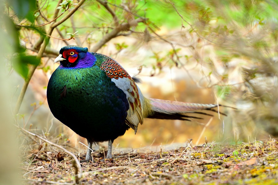 あんな鳥や こんな鳥も 世界のおもしろい国鳥あれこれをご紹介 Rinto